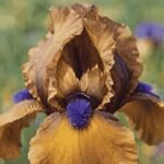 Stanjenel - Iris pumila „Jannalias” - Iris barbos pitic - 1 rizom (Livrarea dupa 10 Septembrie)