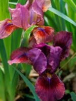Stanjenel - Iris pumila „Pastel Charm” - Iris barbos pitic - pachet 5 rizomi (Livrarea dupa 10 Septembrie)