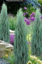 Juniperus scopulorum ‘Blue Arrow’ - Ienupăr sageata albastriu, vesnic verde la ghiveci P12, H 20-30 cm  (Livrarea dupa 10 Septembrie)