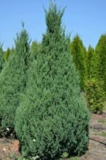 Juniperus chinensis ‘Stricta’- Ienupar Chinezesc vesnic verde la ghiveci P12 - H 20 cm (Livrarea dupa 10 Septembrie) - imagine 3