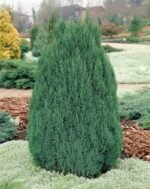 Juniperus chinensis ‘Stricta’- Ienupar Chinezesc vesnic verde la ghiveci P12 - H 20 cm (Livrarea dupa 10 Septembrie)