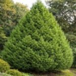 Juniperus chinensis ‘Stricta’- Ienupar Chinezesc vesnic verde la ghiveci P12 - H 20 cm (Livrarea dupa 10 Septembrie) - imagine 2