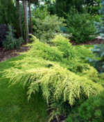 Juniperus × pfitzeriana ‘Old Gold’ - Ienupăr târâtor auriu, vesnic verde la ghiveci P12, H 15-20 cm  (Livrarea dupa 10 Septembrie) - imagine 2