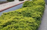 Juniperus × pfitzeriana ‘Old Gold’ - Ienupăr târâtor auriu, vesnic verde la ghiveci P12, H 15-20 cm  (Livrarea dupa 10 Septembrie) - imagine 3