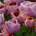 Bulbi Lalele Multiflora Blue Heaven marime 12+ -pachet 3 bucati (Acest produs se livreaza dupa 10 Septembrie ) - imagine 3