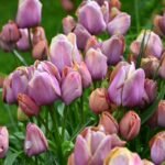 Bulbi Lalele Multiflora Blue Heaven marime 12+ -pachet 3 bucati (Acest produs se livreaza dupa 10 Septembrie ) - imagine 2