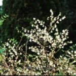 Lonicera × purpusii ‘Winter Beauty’ - Caprifoi de Iarna intens parfumat la ghiveci P9 - H 25-35 cm (Livrarea dupa 10 Septembrie) - imagine 2