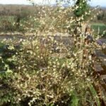 Lonicera × purpusii ‘Winter Beauty’ - Caprifoi de Iarna intens parfumat la ghiveci P9 - H 25-35 cm (Livrarea dupa 10 Septembrie) - imagine 3