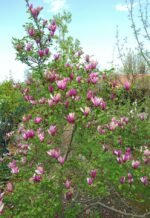 Magnolia liliiflora ‘Nigra -  arbust la ghiveci P10, H 20-30 cm (Livrarea dupa 10 Septembrie) - imagine 3