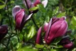 Magnolia liliiflora ‘Nigra -  arbust la ghiveci P10, H 20-30 cm (Livrarea dupa 10 Septembrie)