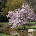 Magnolia Stelata Rosea -  arbust la ghiveci P10, H 20-30 cm (Livrarea dupa 10 Septembrie) - imagine 2