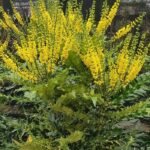 Mahonia × media ‘Winter Sun’- arbust peren vesnic verde la ghiveci P9 - H 15-20 cm (Livrarea dupa 10 Septembrie)