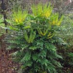 Mahonia × media ‘Winter Sun’- arbust peren vesnic verde la ghiveci P9 - H 15-20 cm (Livrarea dupa 10 Septembrie) - imagine 2