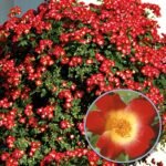 Trandafir Urcator Manhattan, parfum subtil, inflorire abundenta, la ghiveci 2l