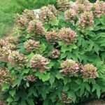 Hydrangea quercifolia ‘Munchkin’ – hortensia cu frunze de stejar, la ghiveci  P9, H 15-20 cm (Livrarea dupa 10 Septembrie) - imagine 3