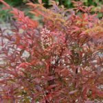 Bambusul Sfant inalt, Nandina Domestica Richmond arbust peren vesnic verde la ghiveci P9 H 15-20 cm (Livrarea dupa 10 Septembrie)