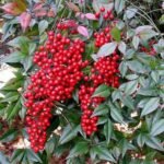 Bambusul Sfant inalt, Nandina Domestica Richmond arbust peren vesnic verde la ghiveci P9 H 15-20 cm (Livrarea dupa 10 Septembrie) - imagine 3