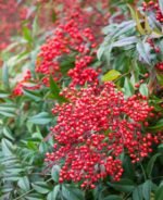 Bambusul Sfant pitic Nandina Domestica Fire Power arbust peren vesnic verde la ghiveci P9 H 15-20 cm (Livrarea dupa 10 Septembrie) - imagine 2