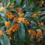 Osmanthus Fragrans Aurantiacus - intens parfumat, vesnic verde la ghiveci P10 (Livrarea dupa 10 Septembrie) - imagine 3