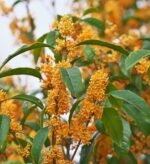Osmanthus Fragrans Aurantiacus - intens parfumat, vesnic verde la ghiveci P10 (Livrarea dupa 10 Septembrie)