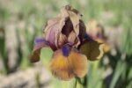 Stanjenel - Iris pumila „Jannalias” - Iris barbos pitic - 1 rizom (Livrarea dupa 10 Septembrie) - imagine 2