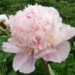 Bujor Eden's Perfume marime 2/3 - Bujor parfumat intens - pachet 5 rizomi (Livrarea dupa 15 Decembrie)