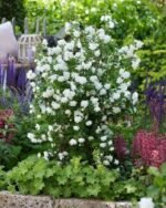 Philadelphus Pearls of Perfume™ – Iasomie (lămâiță) parfumată cu flori duble si inflorire indelungata la ghiveci P10 (Livrarea dupa 10 Septembrie) - imagine 2