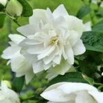 Philadelphus Pearls of Perfume™ – Iasomie (lămâiță) parfumată cu flori duble si inflorire indelungata la ghiveci P10 (Livrarea dupa 10 Septembrie)