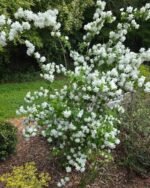Philadelphus Pearls of Perfume™ – Iasomie (lămâiță) parfumată cu flori duble si inflorire indelungata la ghiveci P10 (Livrarea dupa 10 Septembrie) - imagine 3