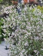 Philadelphus ‘Petite Perfume Pink’ – Iasomie (lămâiță) parfumată roz la ghiveci P10 (Livrarea dupa 10 Septembrie) - imagine 4