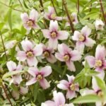Philadelphus ‘Petite Perfume Pink’ – Iasomie (lămâiță) parfumată roz la ghiveci P10 (Livrarea dupa 10 Septembrie) - imagine 2