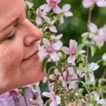 Philadelphus ‘Petite Perfume Pink’ – Iasomie (lămâiță) parfumată roz la ghiveci P10 (Livrarea dupa 10 Septembrie) - imagine 3