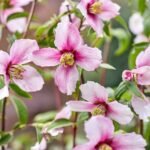 Philadelphus ‘Petite Perfume Pink’ – Iasomie (lămâiță) parfumată roz la ghiveci P10 (Livrarea dupa 10 Septembrie)