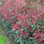 Photinia × fraseri ‘Louise’ arbust peren cu frunzis vesnic verde la ghiveci P12, H 25 cm (Livrarea dupa 10 Septembrie) - imagine 2