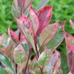 Photinia × fraseri ‘Louise’ arbust peren cu frunzis vesnic verde la ghiveci P12, H 25 cm (Livrarea dupa 10 Septembrie)