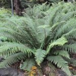 Polystichum setiferum ‘Dahlem - Feriga cu crestere la dimensiuni mari, vesnic verde la ghiveci P9