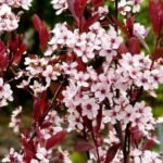 Prunus × cistena — cireș ornamental cu frunziș purpuriu la ghiveci P9 (Livrarea dupa 10 Septembrie)