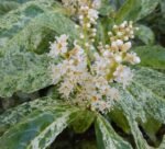 Prunus laurocerasus ‘Marbled White’- Laur englezesc - arbust vesnic verde cu flori parfumate la ghiveci P9.5 - H 15-20 cm (Livrarea dupa 10 Septembrie)
