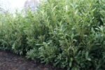 Prunus laurocerasus ‘Marbled White’- Laur englezesc - arbust vesnic verde cu flori parfumate la ghiveci P9.5 - H 15-20 cm (Livrarea dupa 10 Septembrie) - imagine 3