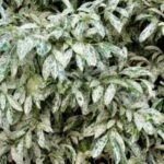 Prunus laurocerasus ‘Marbled White’- Laur englezesc - arbust vesnic verde cu flori parfumate la ghiveci P9.5 - H 15-20 cm (Livrarea dupa 10 Septembrie) - imagine 2
