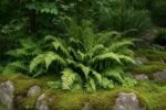 Polystichum setiferum ‘Dahlem - Feriga cu crestere la dimensiuni mari, vesnic verde la ghiveci P9 - imagine 2