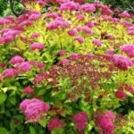 Spiraea japonica ‘Magic Carpet’ — Spirea  (Cununita) japoneză cu frunziș auriu la ghiveci C3, H 30-40 cm - imagine 3