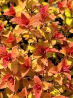Spiraea japonica ‘Magic Carpet’ — Spirea  (Cununita) japoneză cu frunziș auriu la ghiveci C3, H 30-40 cm - imagine 2