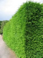 Thuja occidentalis ‘Brabant’, conifer vesnic verde la ghiveci P9 - H 30-40 cm (Livrarea dupa 10 Septembrie) - imagine 2