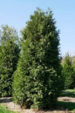 Thuja occidentalis ‘Brabant’, conifer vesnic verde la ghiveci P9 - H 30-40 cm (Livrarea dupa 10 Septembrie)