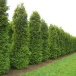 Thuja occidentalis ‘Brabant’, conifer vesnic verde la ghiveci P9 - H 30-40 cm (Livrarea dupa 10 Septembrie) - imagine 3
