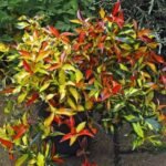 Trachelospermum asiaticum ‘Summer Sunset’ — Iasomie asiatică decorativă cu frunzis permanent la ghiveci P10, H 20-25 cm