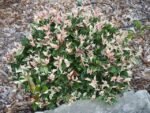 Trachelospermum asiaticum ‘Tricolor’ — Iasomie asiatică decorativă cu frunzis permanent la ghiveci P10, H 15-25 cm - imagine 2