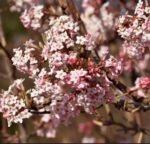 Viburnum farreri – Calin parfumat de iarnă la ghiveci P9 (Livrarea dupa 10 Septembrie) - imagine 2