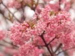 Viburnum farreri – Calin parfumat de iarnă la ghiveci P9 (Livrarea dupa 10 Septembrie)